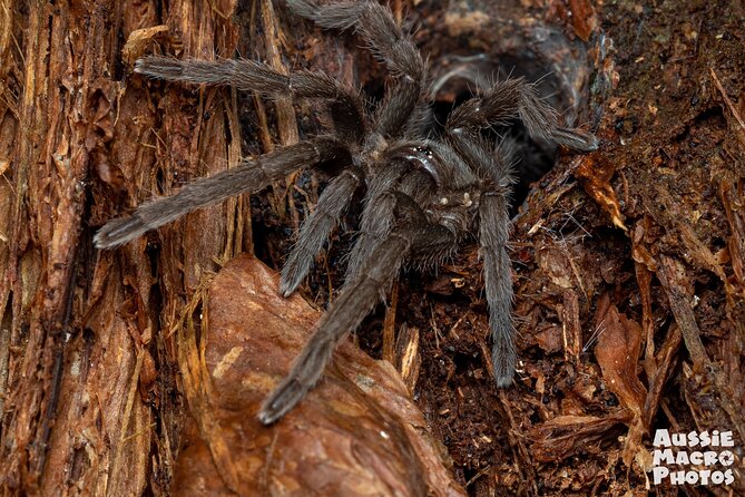 Night Walk in Cairns Botanic Gardens - Let's Go Buggin - Key takeaways before you go