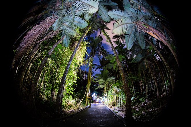 Night Walk in Cairns Botanic Gardens - Let's Go Buggin - Your guides: Bridgette Gower (and sometimes Ros)