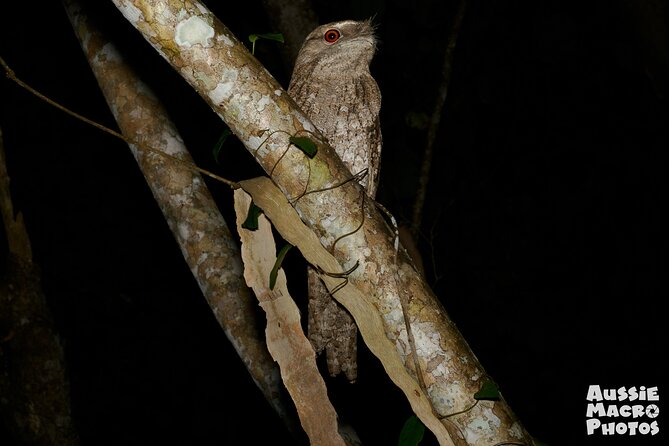 Night Walk in Cairns Botanic Gardens - Let's Go Buggin - Price and value: paying for guidance, not just walking