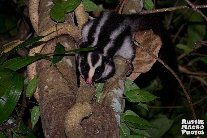 Night Walk in Cairns Botanic Gardens - Let's Go Buggin - What you’ll do on the 7:00 pm walk (what makes it work)