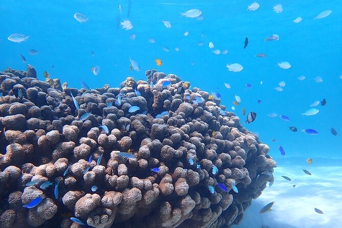 Ningaloo In A Full day Hike and Snorkel Tour - What to Pack and Expect (So the Day Feels Easy)