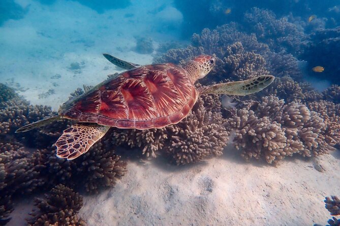 Ningaloo In A Full day Hike and Snorkel Tour - Getting Started at 7:00 am: Pickup, Private Group, and Realistic Timing