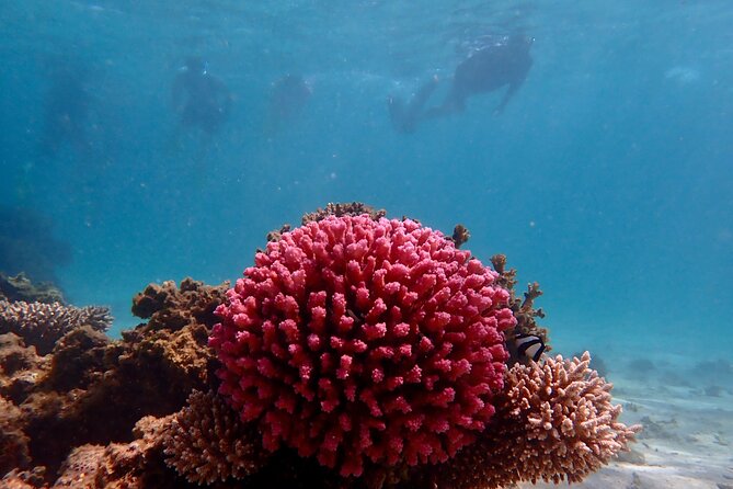 Ningaloo Reef Snorkel Adventure - Key highlights you’ll care about