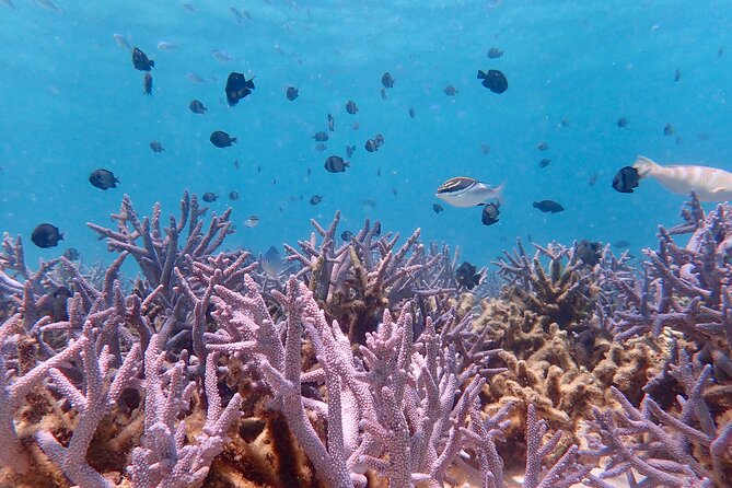 Ningaloo Reef Snorkel Adventure - Oyster Stacks or Lakeside: the tide-pick second beach