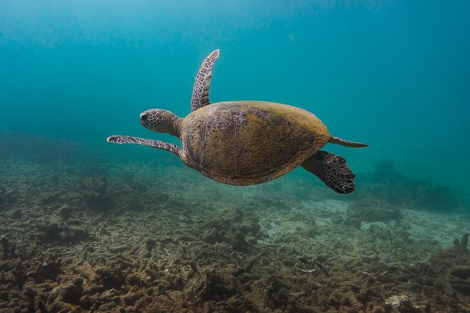 Ningaloo Reef Snorkel and Wildlife Adventure - The Boat Day Starting Point: Tantabiddi Boat Ramp and a Smooth Launch