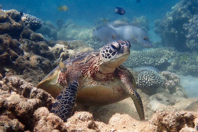Ningaloo Reef Snorkel and Wildlife Adventure - Spotlighting the Animals: What You Can Expect to Look For