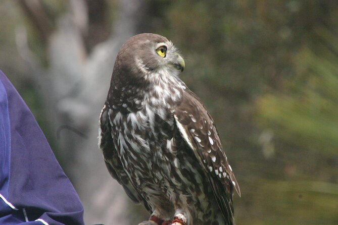 Nocturnal Tour of Kangaroo Island - Key things you’ll notice right away
