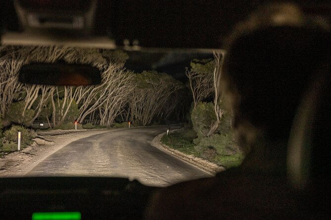 Nocturnal Tour of Kangaroo Island - How the guide turns dark country roads into wildlife sightings