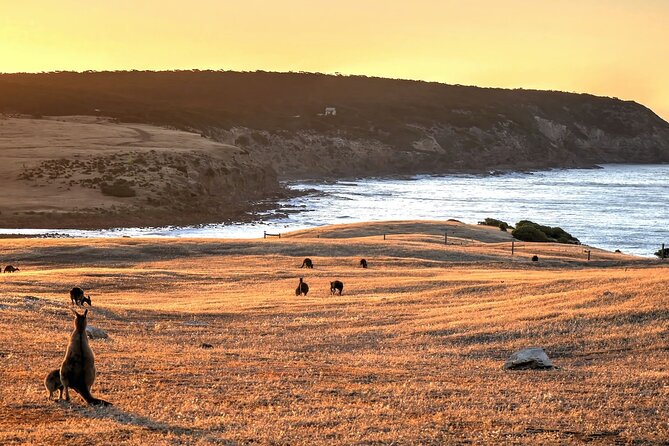 Nocturnal Tour of Kangaroo Island - Stop 1: Kingscote Silo Art as your quick night “warm up”