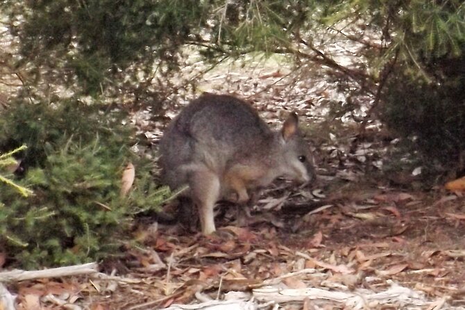 Nocturnal Tour of Kangaroo Island - Stop 3: Wisanger secret spot for wallabies and kangaroos grazing close up