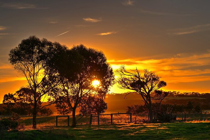 Nocturnal Tour of Kangaroo Island - 8:00 pm pickup, torches, and a simple plan that keeps the night fun