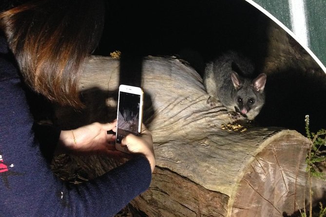 Nocturnal Wildlife Tour from Busselton - Price and value: is $68 a fair deal?