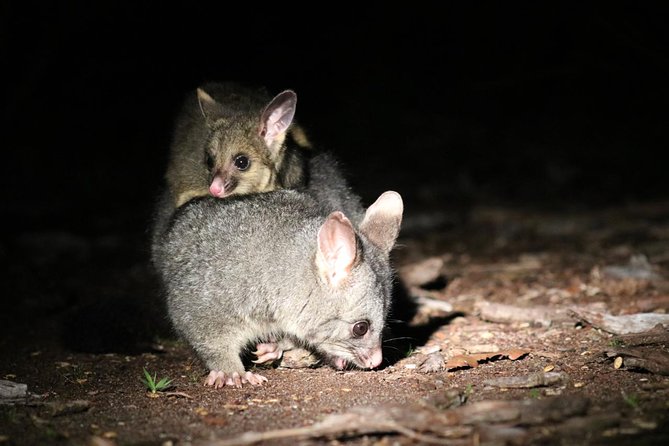 Nocturnal Wildlife Tour from Busselton - Night sky surprise: what to expect if conditions are clear