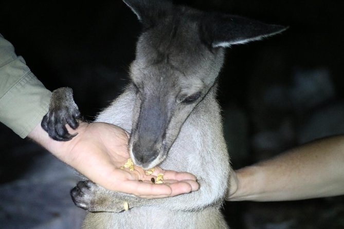 Nocturnal Wildlife Tour from Busselton - The meeting point: where you actually start (and why it’s convenient)