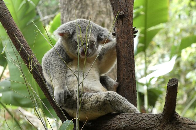 Noosa, Aussie Animals & Glass House Mountains from Brisbane - Wildlife HQ Zoo: worth it if you want native animals up close