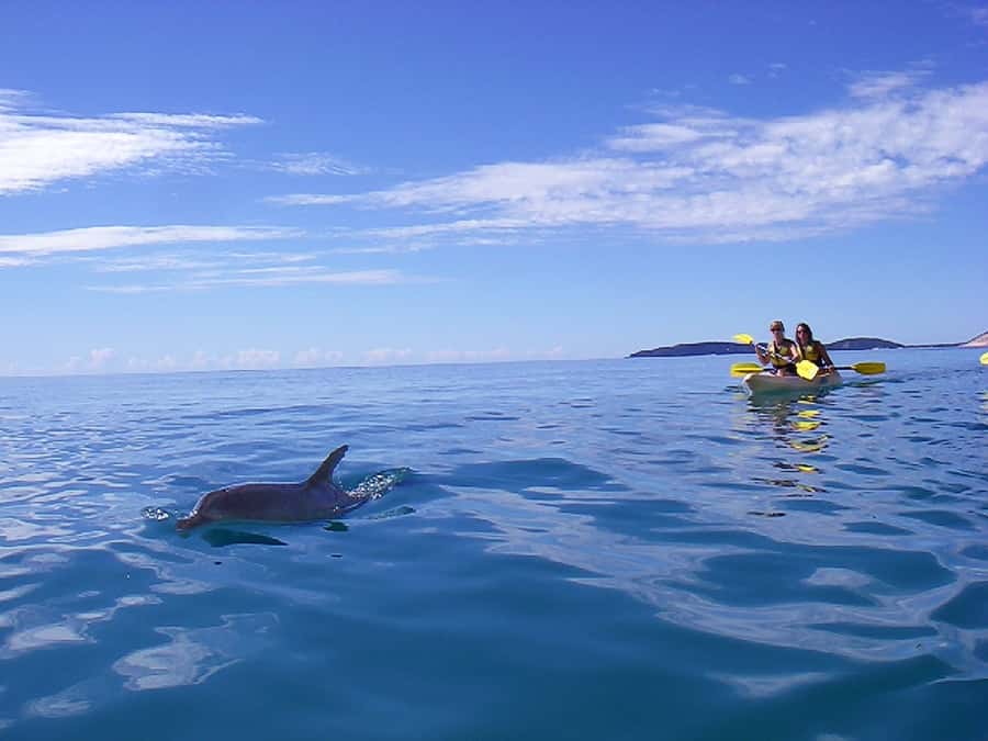 Noosa: Epic Ocean Kayak with Dolphins & 4WD Beach Adventure - What you get included, and why it affects the value