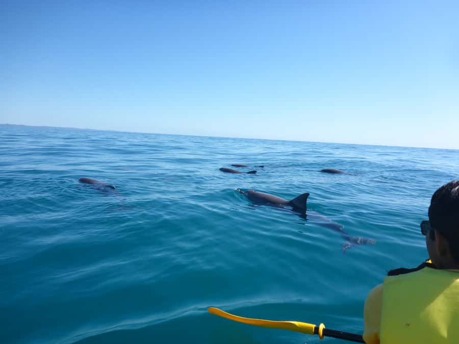 Noosa: Epic Ocean Kayak with Dolphins & 4WD Beach Adventure - Getting started at The J Noosa: timing and what to expect before you move