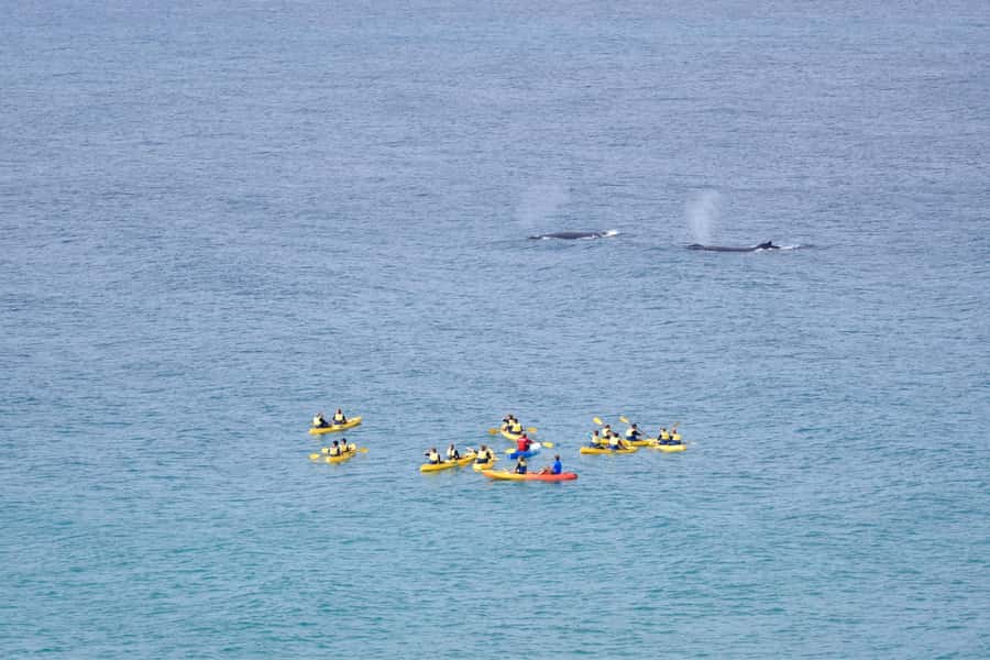 Noosa: Epic Whale Watching Ocean Kayak Tour & Beach 4X4 - Key highlights you’ll feel on this tour
