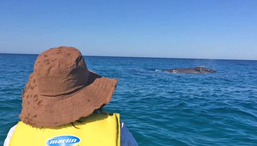 Noosa: Epic Whale Watching Ocean Kayak Tour & Beach 4X4 - Why Double Island Point feels different from typical whale tours