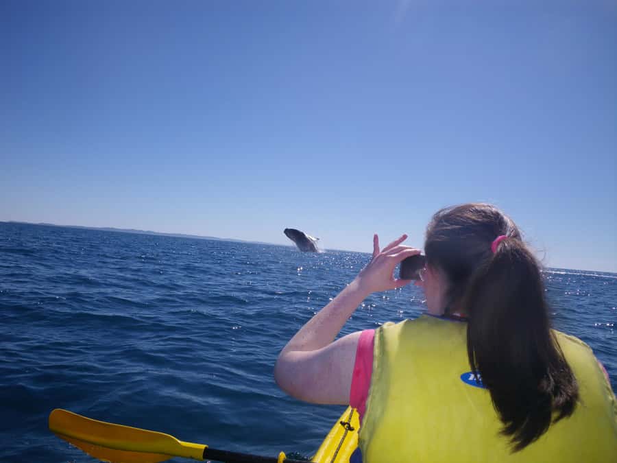 Noosa: Epic Whale Watching Ocean Kayak Tour & Beach 4X4 - Ocean kayaking whale watching: the paddles-up method