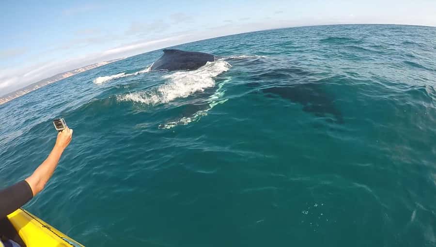 Noosa: Epic Whale Watching Ocean Kayak Tour & Beach 4X4 - What it’s like to be guided (and why that helps)