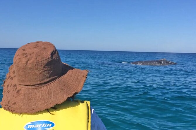Noosa: Epic Whale Watching On Ocean Kayaks & Beach 4X4 Tour - Noosa whale watching by ocean kayak: the real reason it’s special