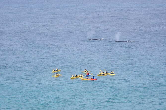 Noosa: Epic Whale Watching On Ocean Kayaks & Beach 4X4 Tour - Stop 1 at Epic Ocean Adventures Noosa: start smart, not stressed