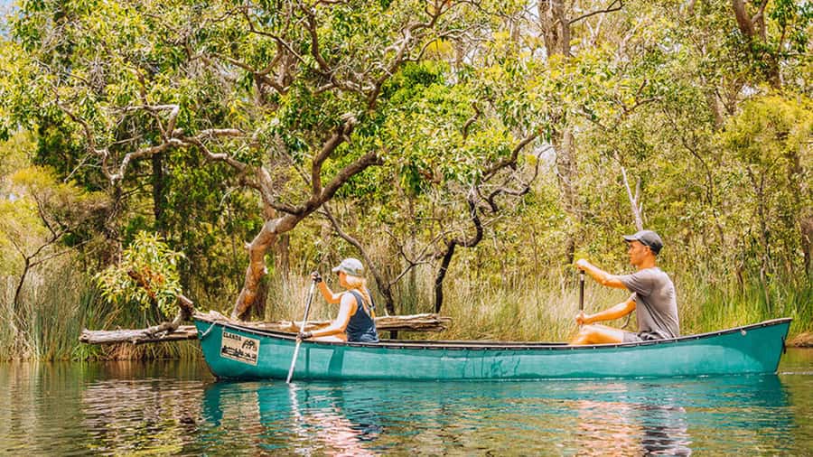 Noosa: Everglades Explorer Cruise - Noosa Everglades and the River of Mirrors: what you’re really seeing