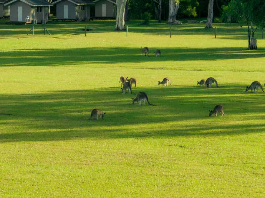 Noosa: Everglades Explorer Cruise - Morning start: bus ride, safety briefing, and first wetland views