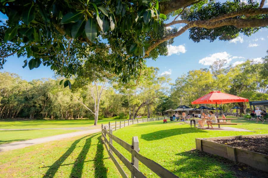 Noosa: Everglades Explorer Cruise - Guided eco-boat sightseeing: wildlife spotting without pressure