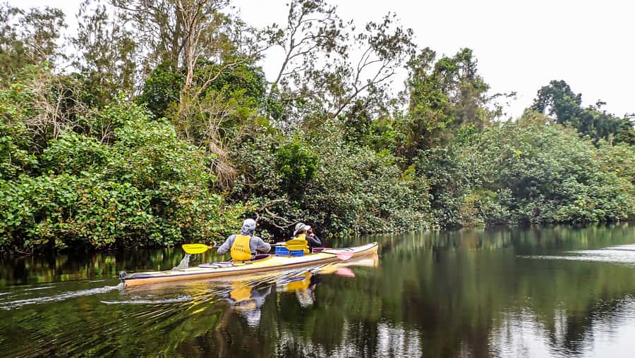 Noosa Everglades: Truly Sustainable Guided KAYAK Tour - Price, timing, and what $140 really buys you