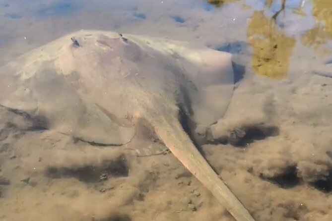 Noosa Heads: Epic Hidden Waterways & Wildlife Kayak Tour - What you actually paddle: mangroves, salt marsh edges, seagrass beds