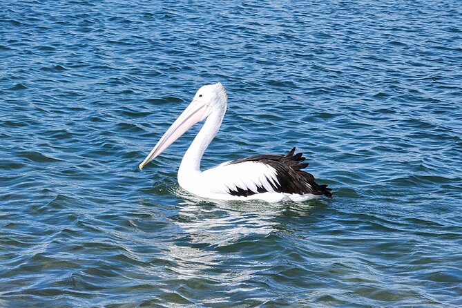 Noosa Heads: Epic Hidden Waterways & Wildlife Kayak Tour - Who should book this kayak tour (and who might skip)