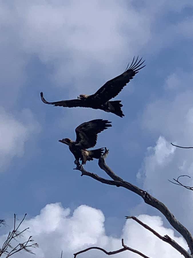 Noosa Heads: Hidden Waterways Wildlife Kayak (Fully Guided) - Bird sheet spotting and how guides help you see what’s there