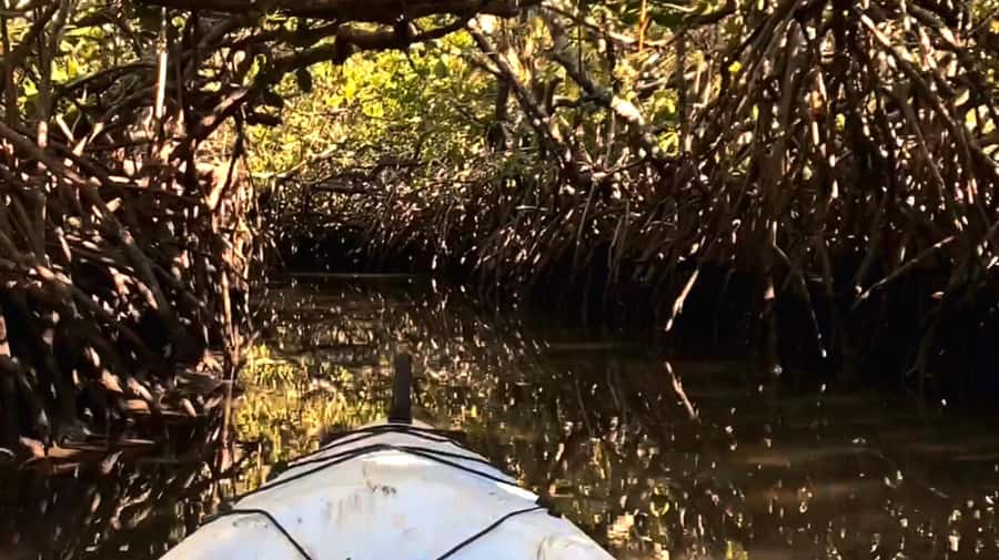Noosa Heads: Hidden Waterways Wildlife Kayak (Self-Guided) - Mangrove Tunnels: The Main Event of Noosa’s Hidden Creeks