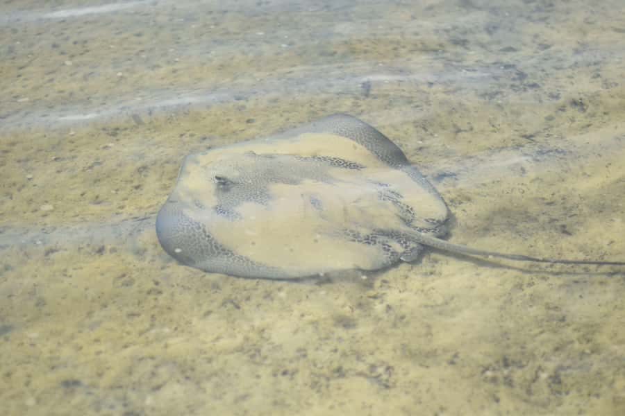 Noosa Heads: Hidden Waterways Wildlife Kayak (Self-Guided) - Weyba and the Wildlife Game: Stingrays and Birdlife