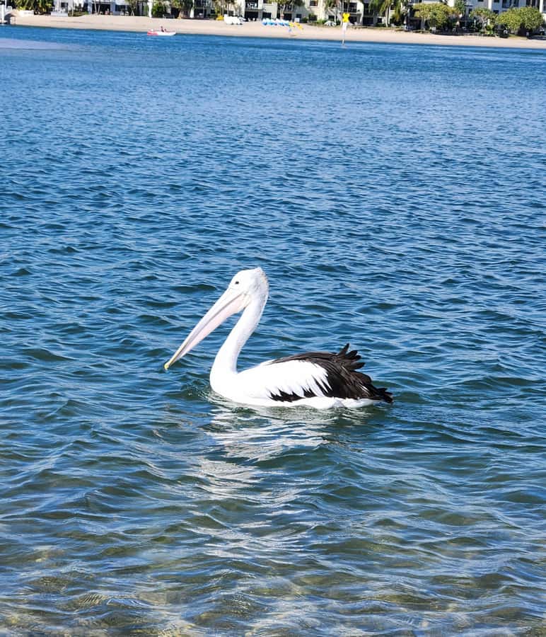 Noosa Heads: Hidden Waterways Wildlife Kayak (Self-Guided) - Learning on the Water: Indigenous History, Flora, and Fauna