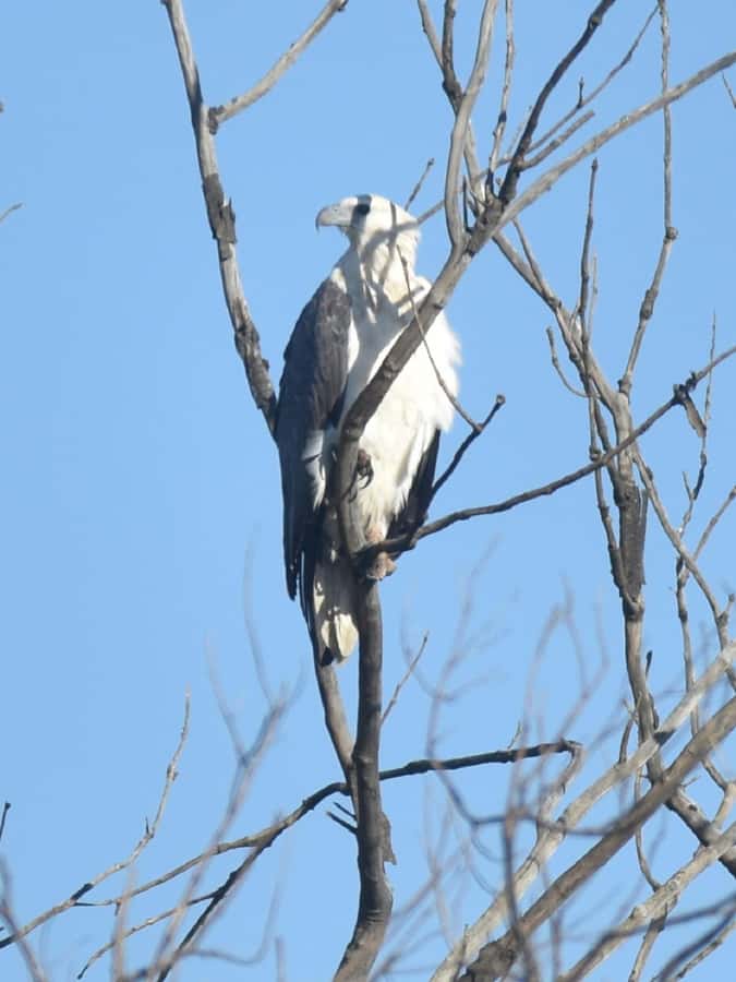 Noosa Heads: Hidden Waterways Wildlife Kayak (Self-Guided) - Price and Value: $41 for Two Hours of Nature Work