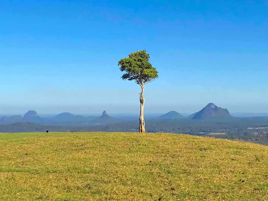 Noosa: Maleny & Montville Tour with Lunch & Wine Tasting - The guided old-growth rainforest walk in Maleny (1.2km and relatively flat)