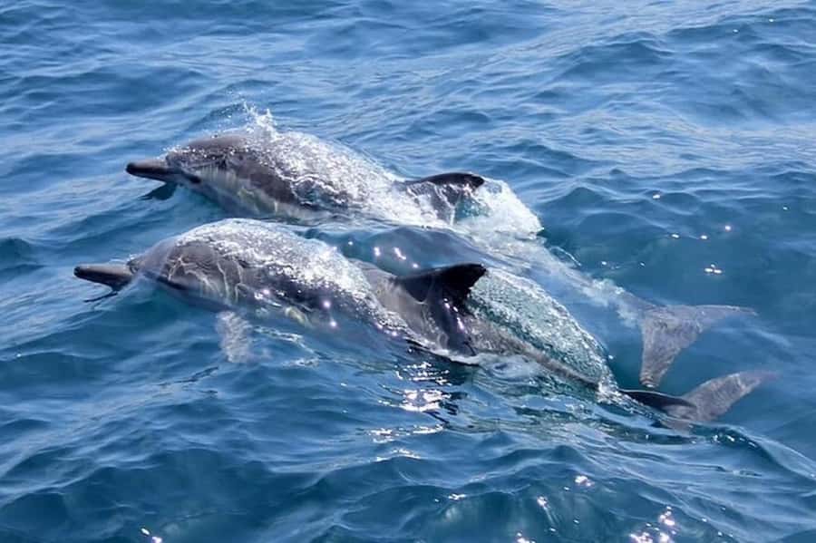 Noosa: National Park and Dolphin Watching Safari - Starting at Big Pelican: quick boat time with real coastal scenery