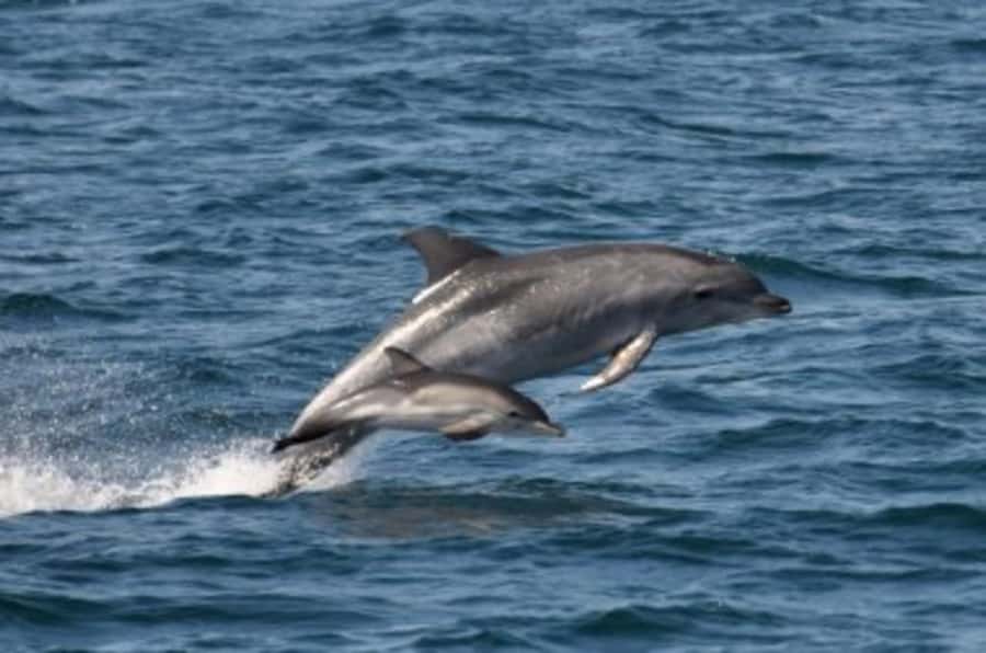 Noosa: National Park and Dolphin Watching Safari - What you’re looking for: Indo-Pacific Bottlenose and Common Dolphins