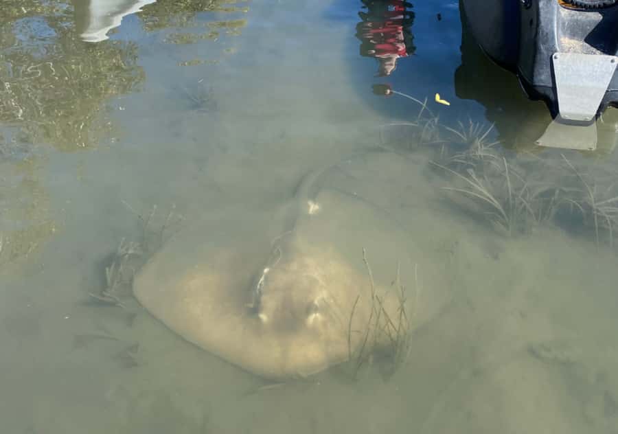 Noosa: Noosa Everglades and Stingray Sanctuary Kayak Tour - The Lake Weyba Swim: The Part People Don’t Always Plan For