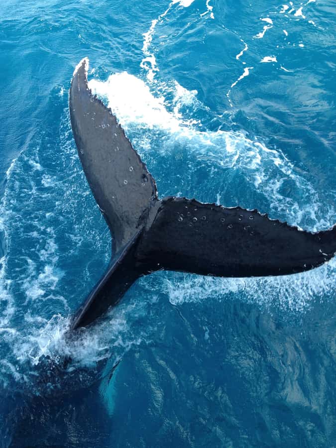 Noosa; Noosa Ocean Adventures - Whale Watching - Key points before you go