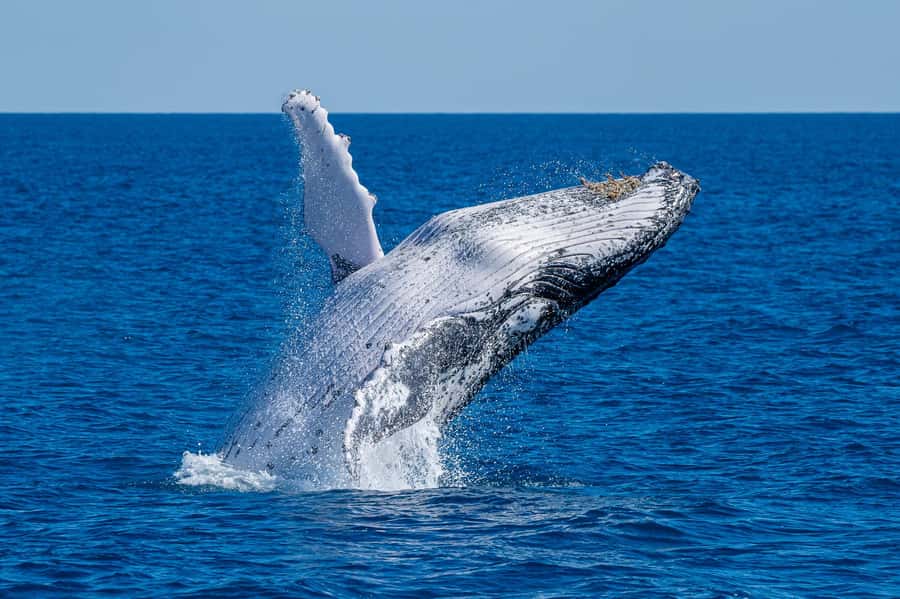 Noosa; Noosa Ocean Adventures - Whale Watching - Why Noosa’s humpback season is worth timing your trip