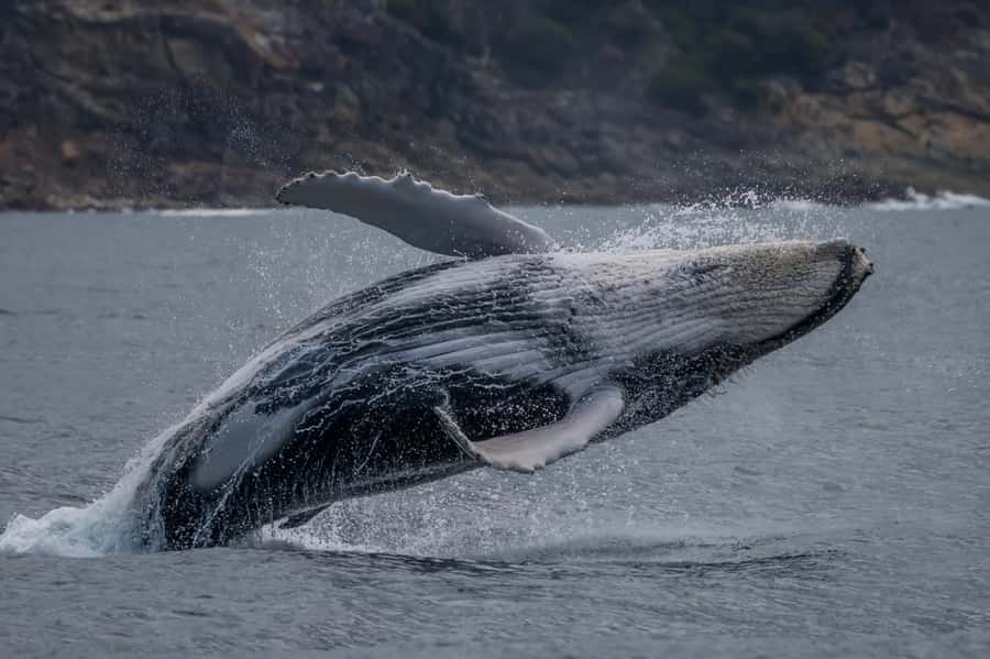 Noosa; Noosa Ocean Adventures - Whale Watching - The actual 2-hour run: what happens during the cruise