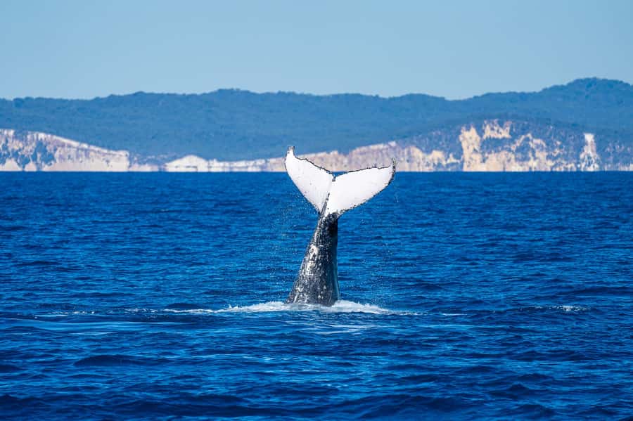 Noosa; Noosa Ocean Adventures - Whale Watching - Seeing humpback behavior off Noosa: the moments that stick