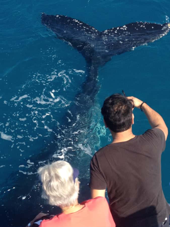 Noosa; Noosa Ocean Adventures - Whale Watching - The boat ride reality: wind, water, and motion