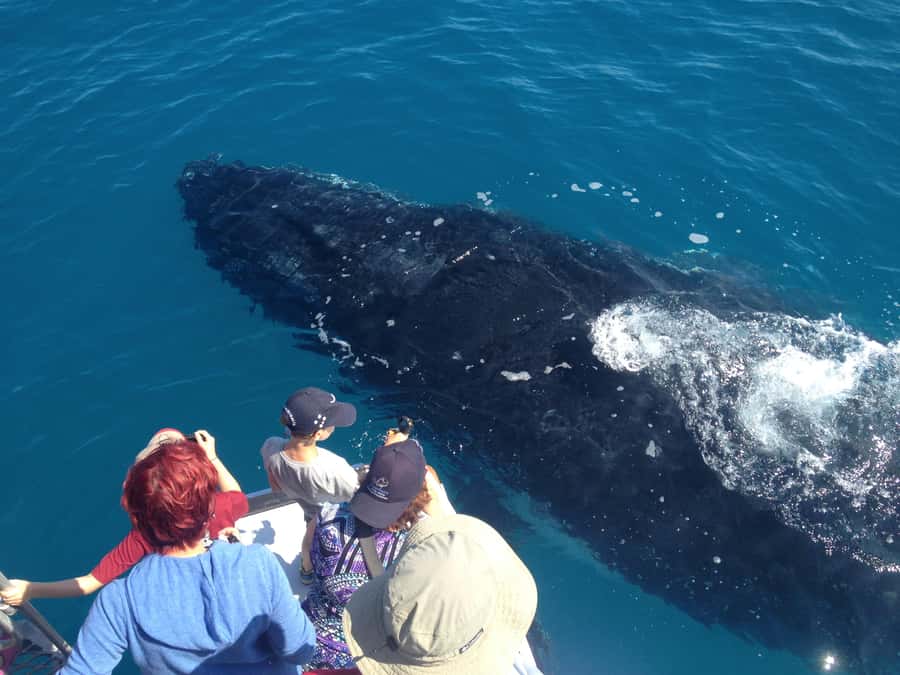 Noosa; Noosa Ocean Adventures - Whale Watching - Price and value: what you’re paying for at $70 per person