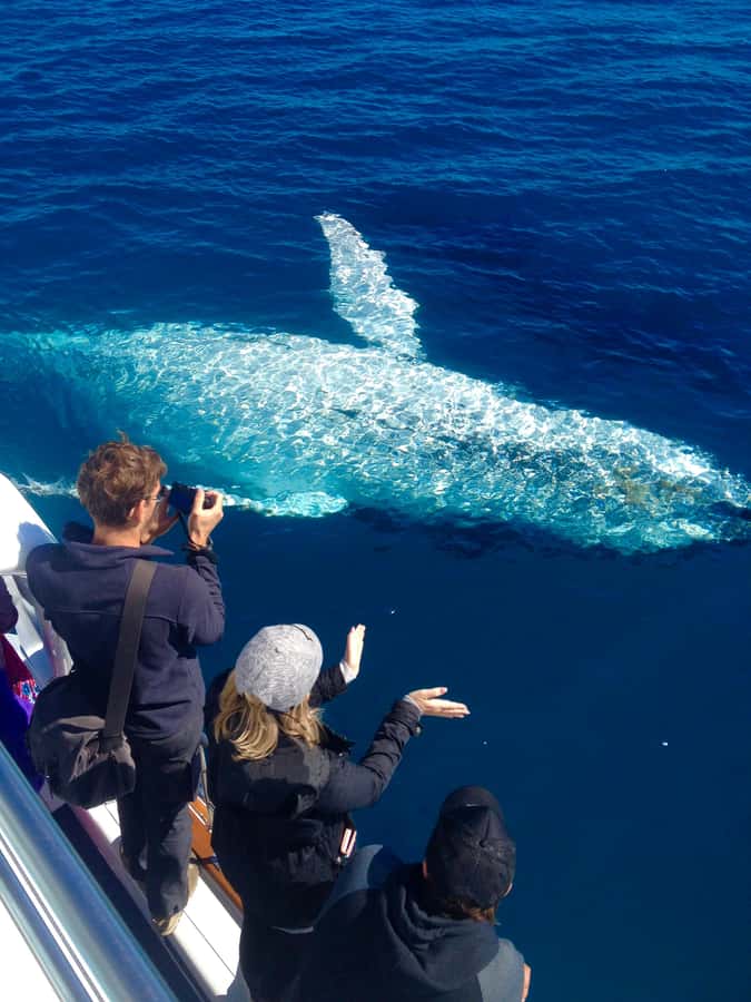 Noosa; Noosa Ocean Adventures - Whale Watching - Noosa Thriller meeting point: what to do before departure