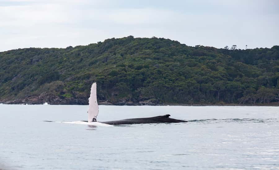 Noosa: Noosa Whale Watching Tour - Key points to know before you go
